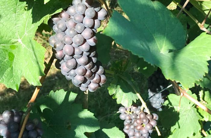 Grape harvest at Cantina Ramuscello 