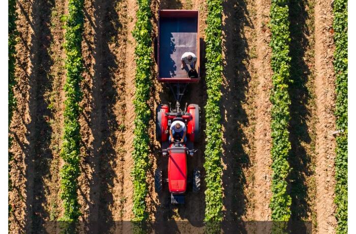 Campagna MASAF: “Vino - Coltiviamo ciò che ci unisce