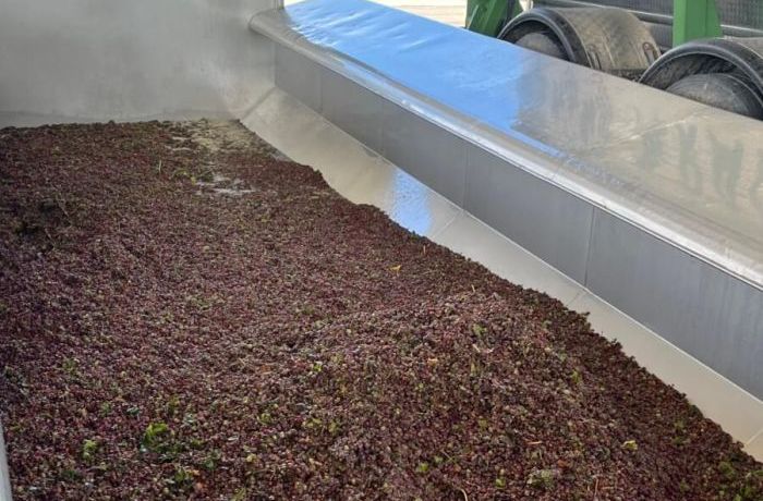 La vendemmia d’agosto