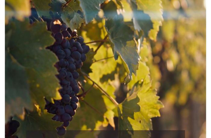 Campagna MASAF: “Vino - Coltiviamo ciò che ci unisce