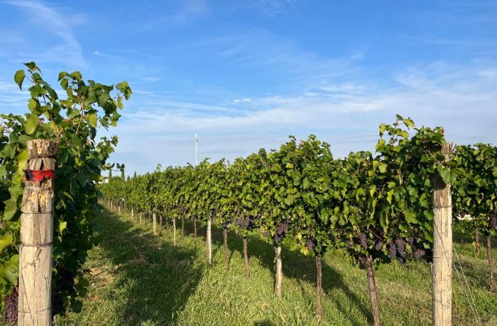 La nuova vendemmia - Cantina Ramuscello