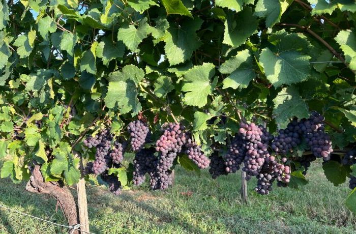 La nuova vendemmia - Cantina Ramuscello