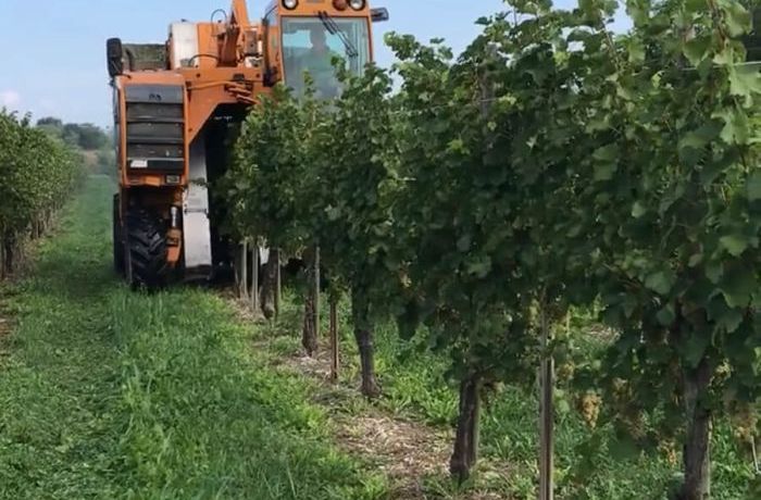 La vendemmia d’agosto