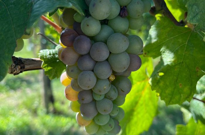 “Cambio Colore”: La storia sta per iniziare