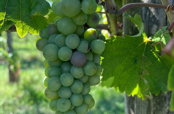 “Cambio Colore”: La storia sta per iniziare