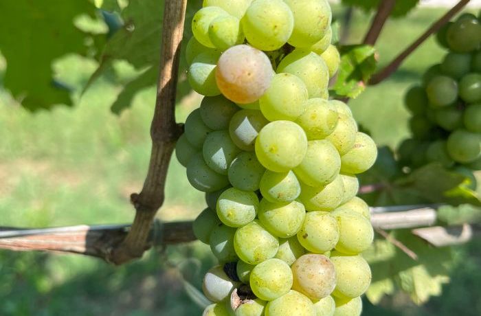 “Cambio Colore”: La storia sta per iniziare