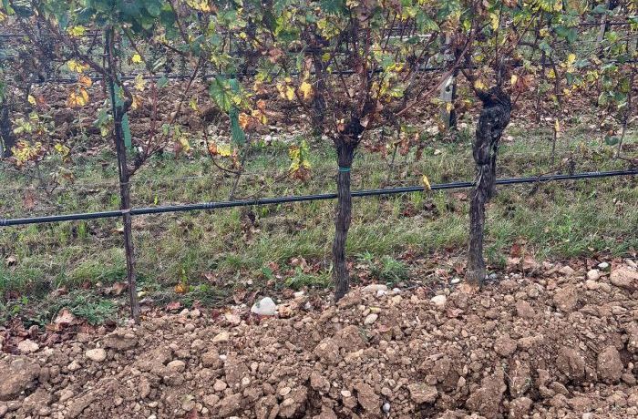 Cantina Ramuscello  -  Autunno