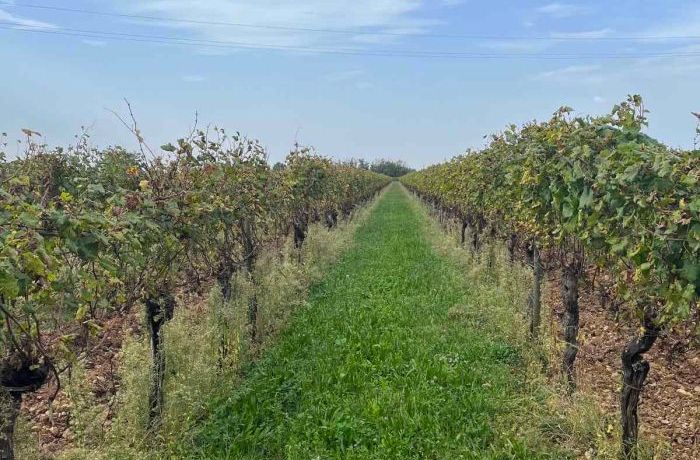 Cantina Ramuscello  -  Autunno