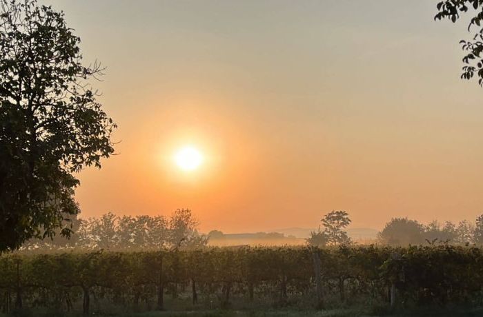 Cantina Ramuscello  -  Autunno