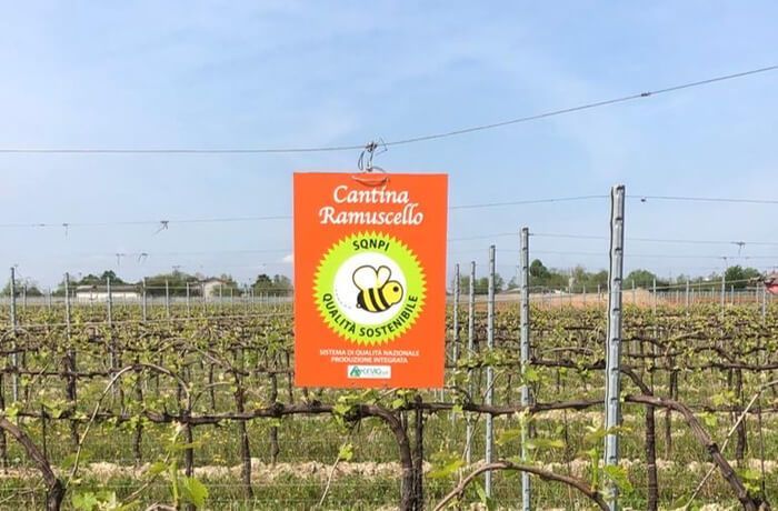 Bees in the Vineyard