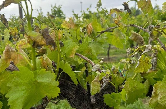 Cantina Ramuscello - Gelate primaverili