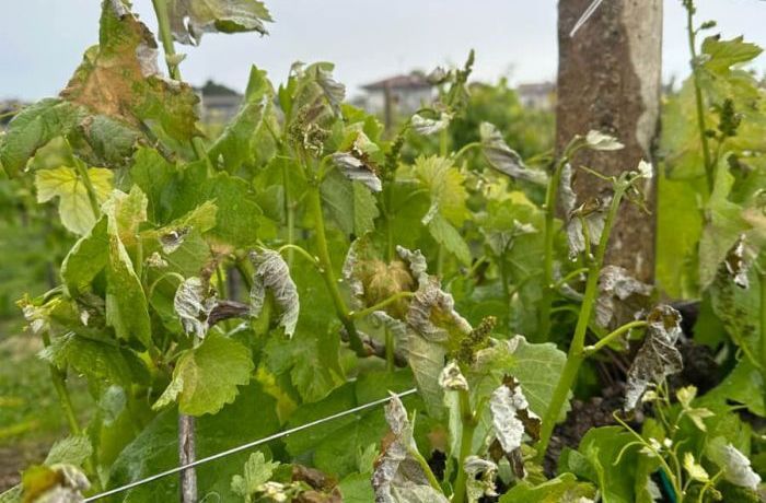 Cantina Ramuscello - Gelate primaverili