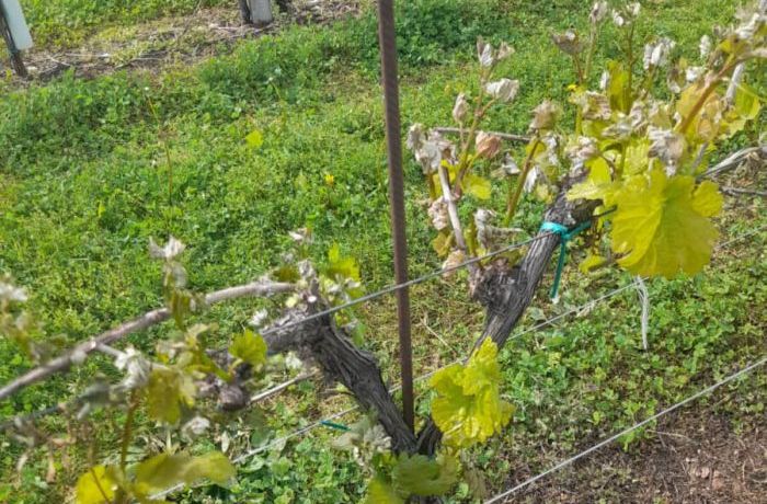 Cantina Ramuscello - Gelate primaverili