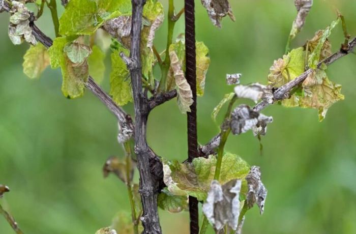 Cantina Ramuscello - Gelate primaverili