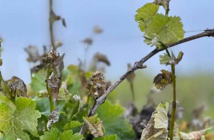 Cantina Ramuscello - Gelate primaverili