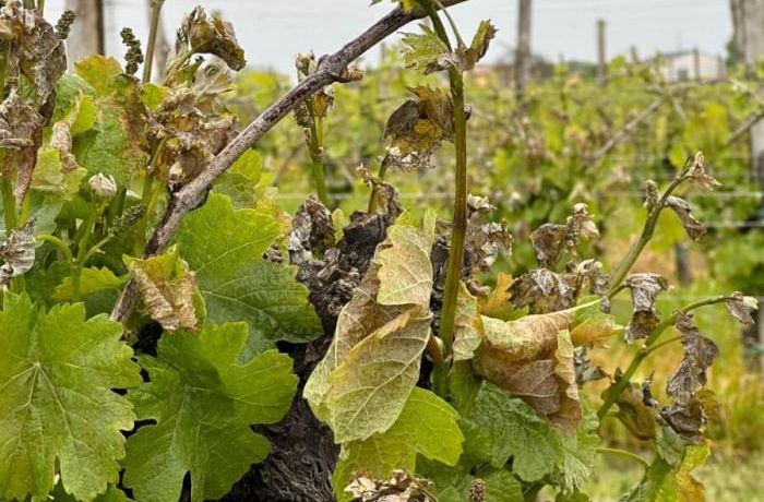 Cantina Ramuscello - Gelate primaverili