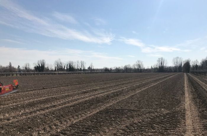 Planting a vineyard