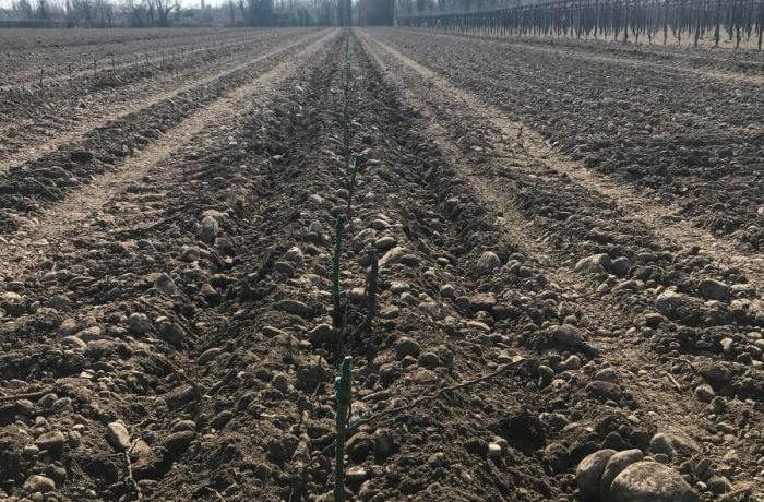 Planting a vineyard