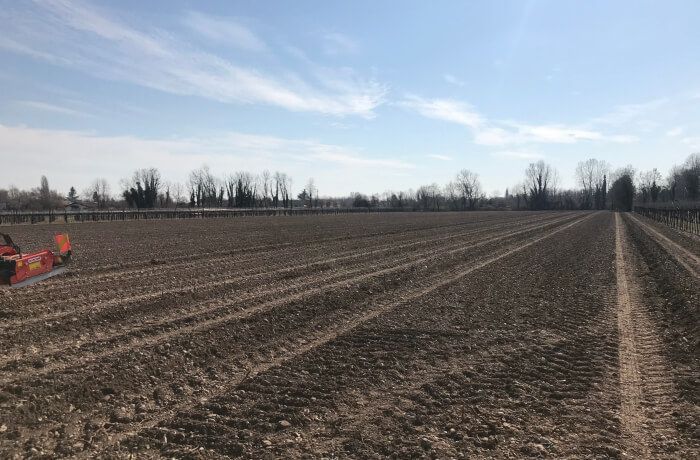 Planting a vineyard