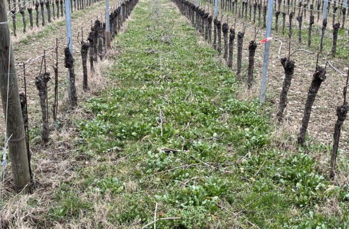Cantina Ramuscello - Vino Terre