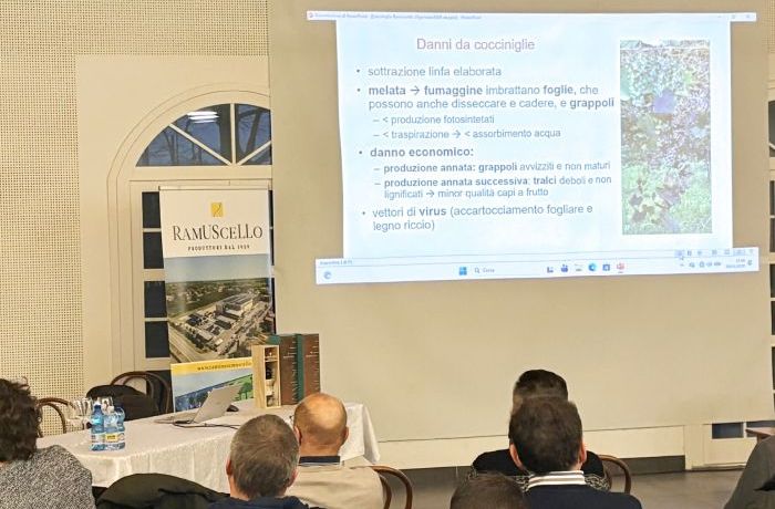 La Gestione delle Cocciniglie in Vigneto