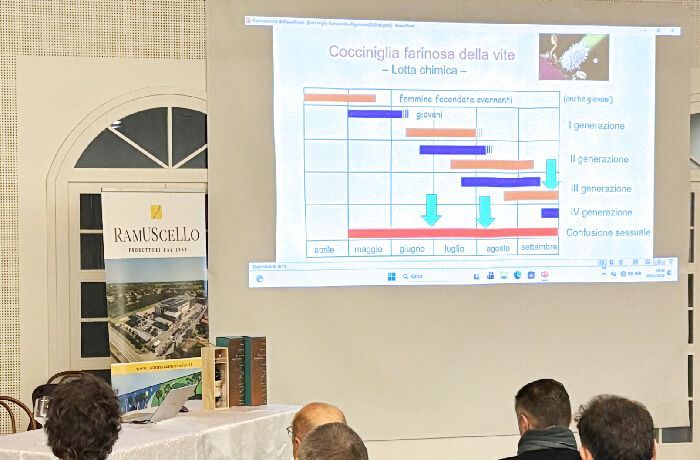 La Gestione delle Cocciniglie in Vigneto