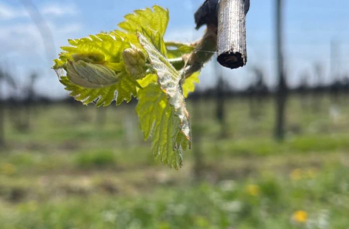 Finalmente primavera
