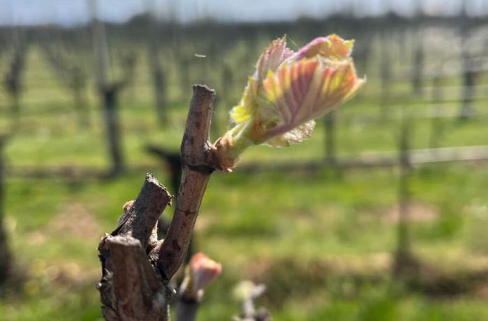 Finalmente primavera