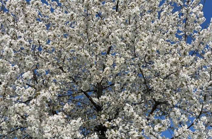 Finalmente primavera