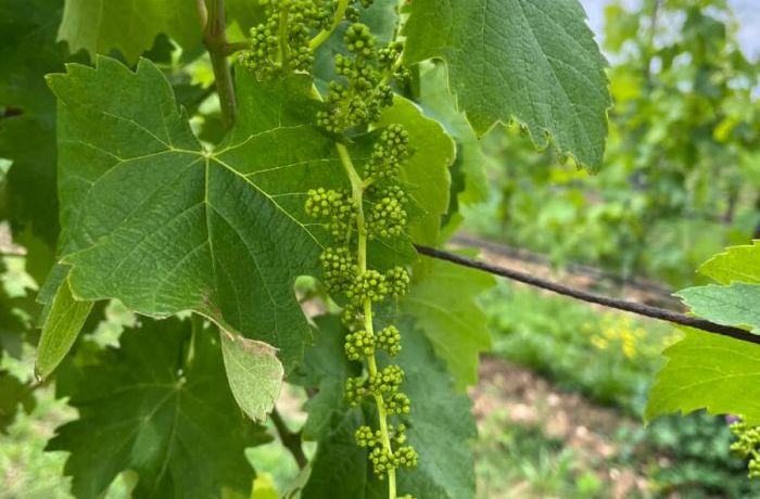 The grape bunch soon to come