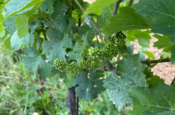 The grape bunch soon to come