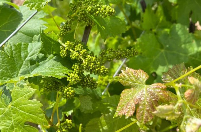The grape bunch soon to come
