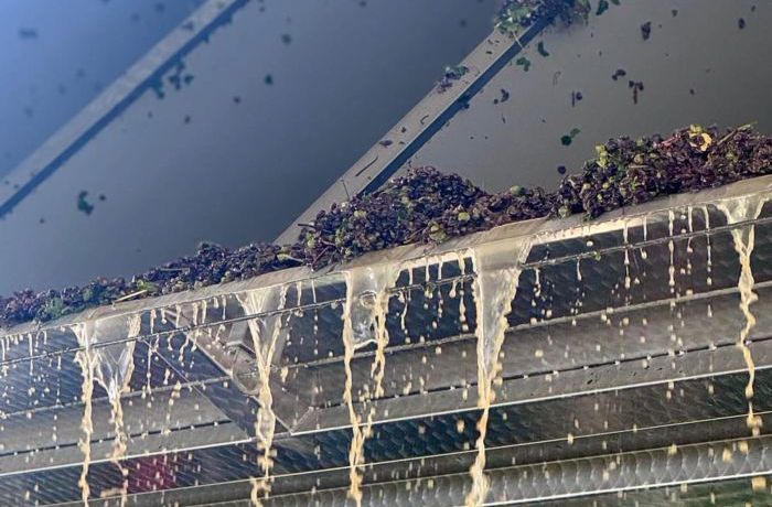 Inizio vendemmia 2025 Cantina Ramuscello