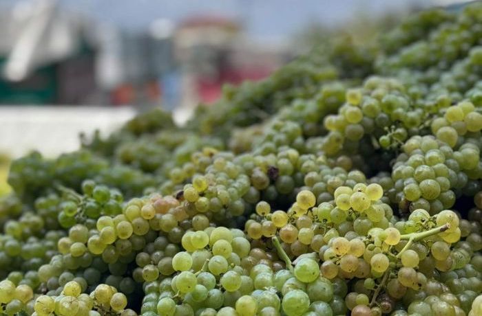 Inizio vendemmia 2025 Cantina Ramuscello