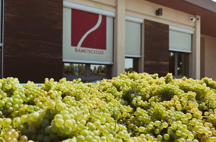 Inizio vendemmia 2025 Cantina Ramuscello