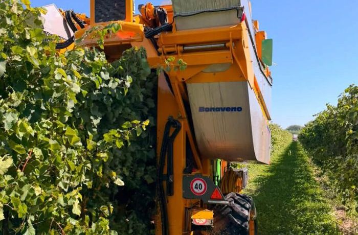 Inizio vendemmia 2025 Cantina Ramuscello