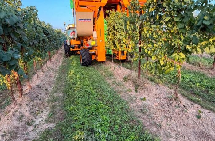 Inizio vendemmia 2025 Cantina Ramuscello