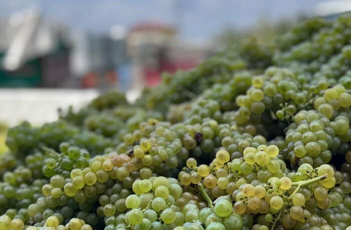 Il rito si ripete: inizia la Vendemmia 2026 a Ramuscello  