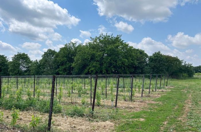 Green islands among the vineyards