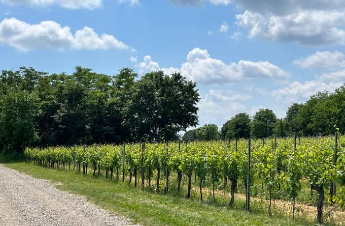 Green islands among the vineyards
