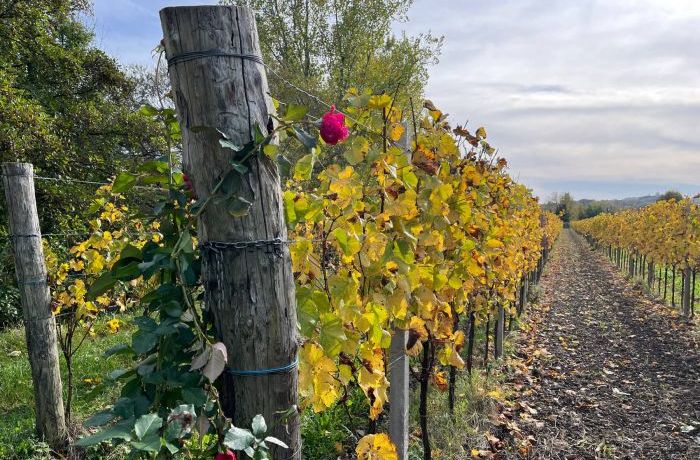 Le vigne in autunno