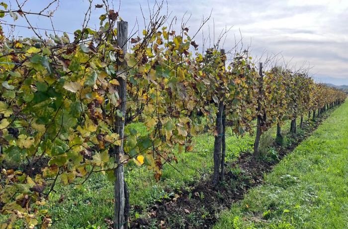 Le vigne in autunno