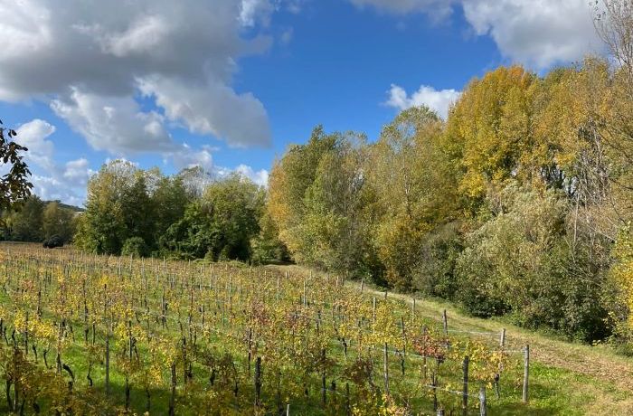 Le vigne in autunno
