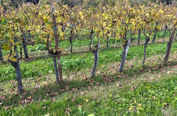 Le vigne in autunno