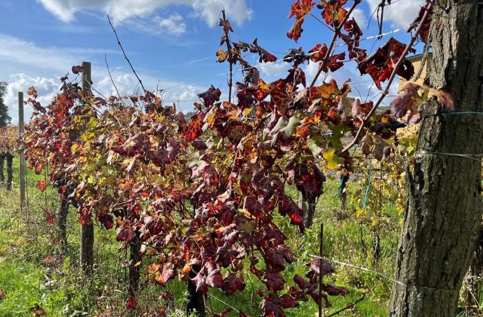 Le vigne in autunno