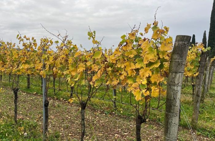 Le vigne in autunno
