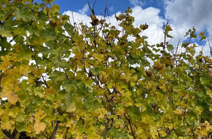 Le vigne in autunno