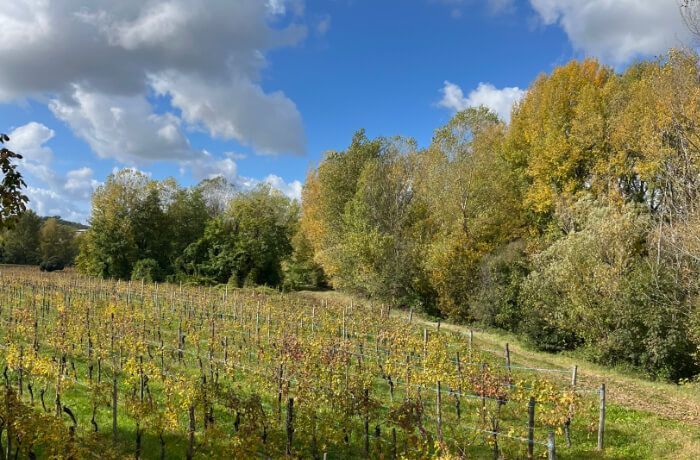 Le vigne in autunno