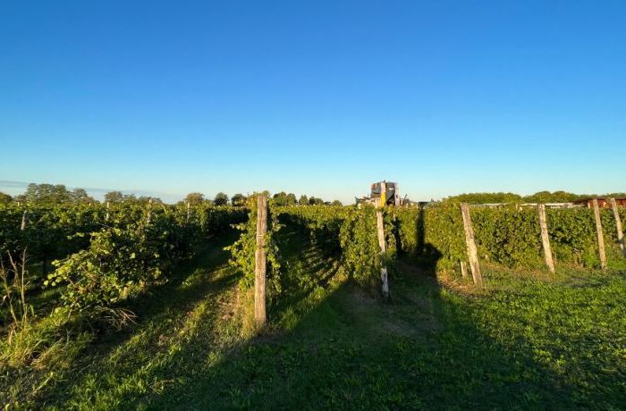 Il ReFosco dal Peduncolo Rosso