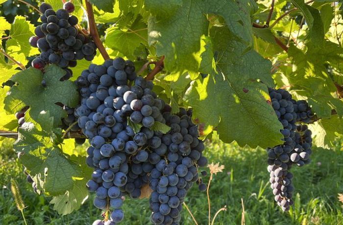 Il ReFosco dal Peduncolo Rosso